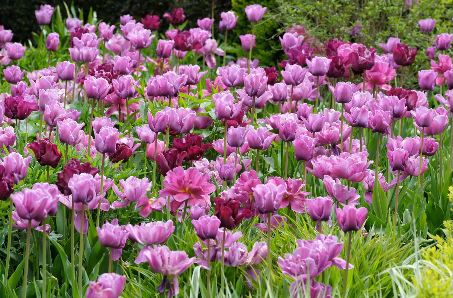 Tulppaani 'Blue Diamond'